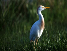 Cattle Egret