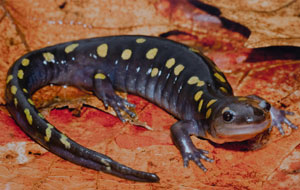 Spotted Salamander - 2012 Ohio Wildlife Lgacy Stamp