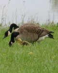Canada geese & gosling