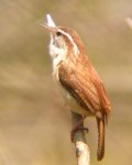 Carolina Wren singing