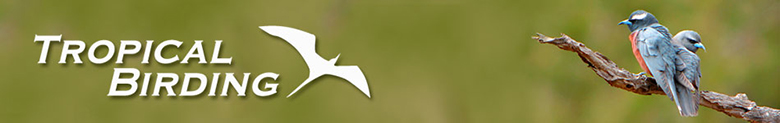Tropical Birding