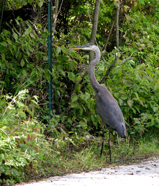 Great Blue Hreon on walking trail