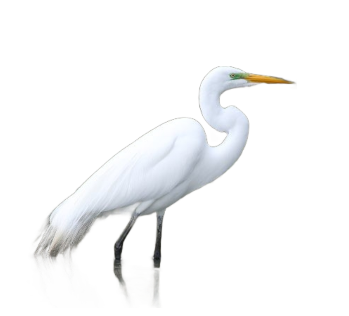 Great Egret