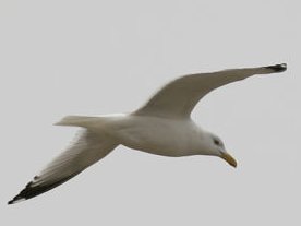 Herring Gull