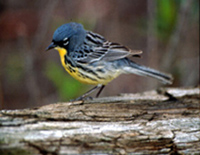 Kirtland's Warbler