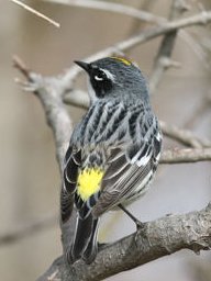 Yellow-rumped Warbler