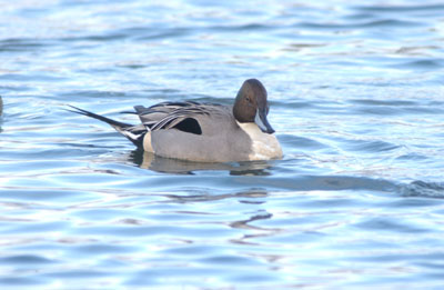 Northern Pintail