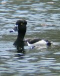 Ring-necked duck