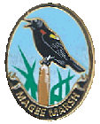 Red winged blackbird pin