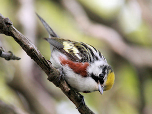 Curious chestnut-sided warbler