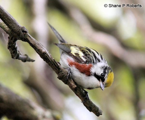 Chestnut sided warbler staring down the photographer
