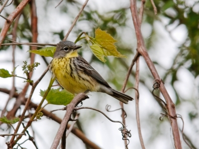 female Kirtland Warbler