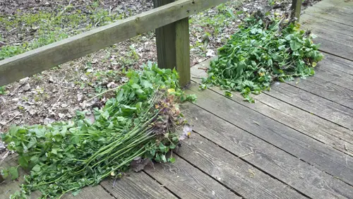 Large garlic mustard plants pulled from around boardwalk