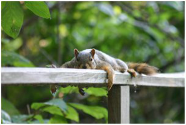 Fox squirrel hanging out on the boardwalk handrail