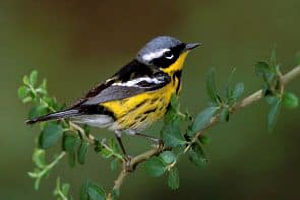 Magnolia warbler that should be able to be seen today