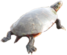 eastern painted turtle climbing on page