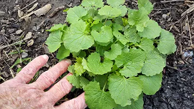 Small second year garlic mustard