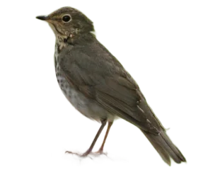 swainson's thrush