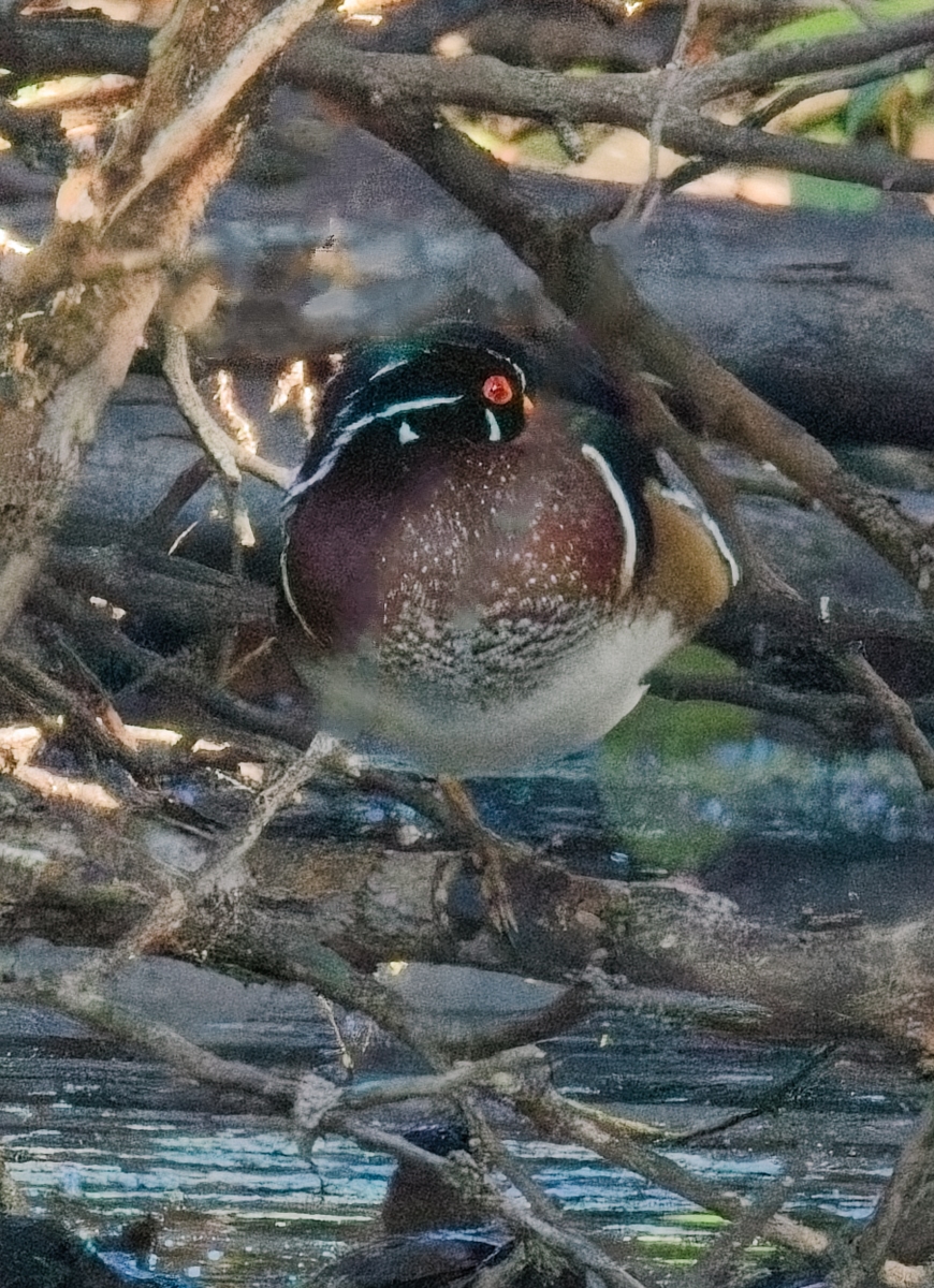 Male Wood Duck
